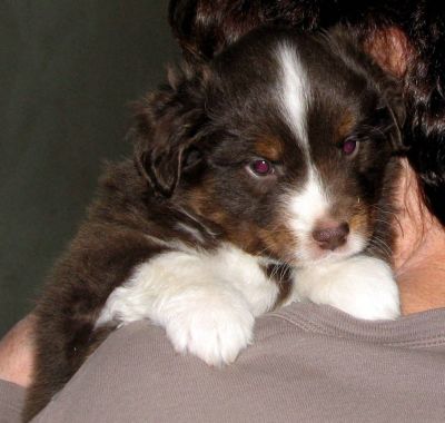 Five weeks old...