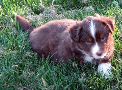 Five weeks old...
