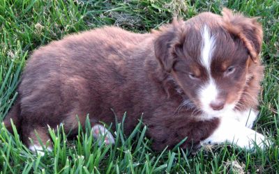 Five weeks old...