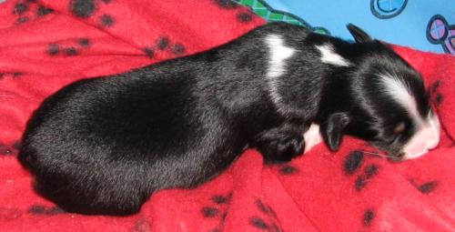 One week old...