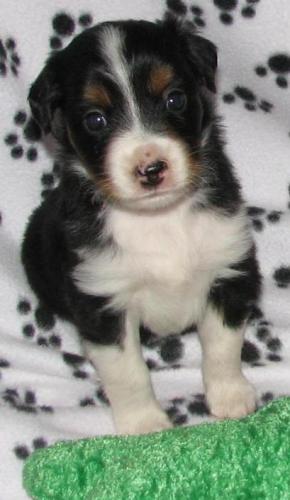 Four weeks old...