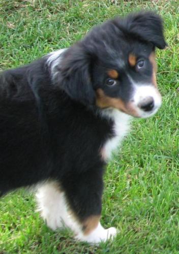 Eleven weeks old... Quiet and cautious girl that likes to check out the situation before making a commitment. Loves to snuggle in my lap and watch TV.