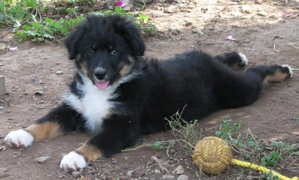Eleven weeks old... Super confident and playful girl! Could definitely go agility or herding or... very smart - great personality!