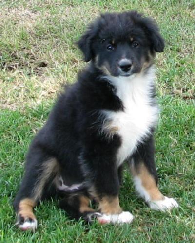 Eleven weeks old... Super confident and playful girl! Could definitely go agility or herding or... very smart - great personality!