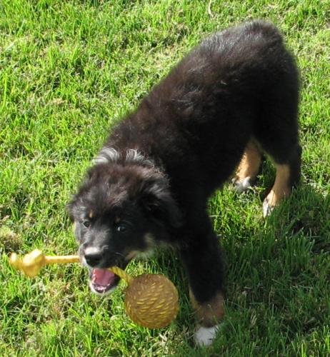 Eleven weeks old... Super confident and playful girl! Could definitely go agility or herding or... very smart - great personality!