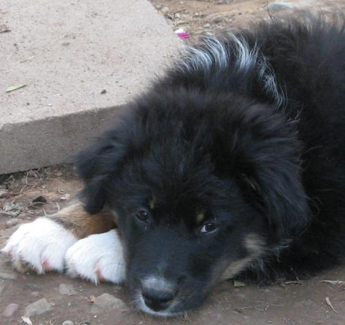 Eleven weeks old... Super confident and playful girl! Could definitely go agility or herding or... very smart - great personality!