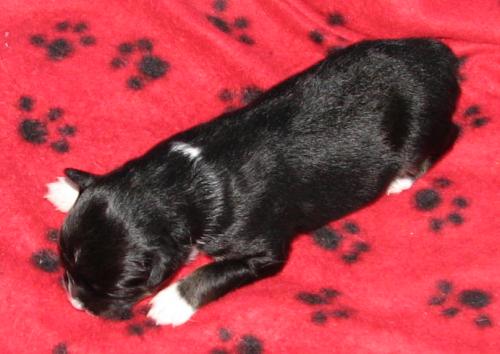 One week old...