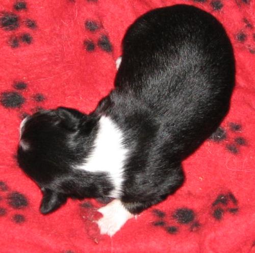 One week old...
