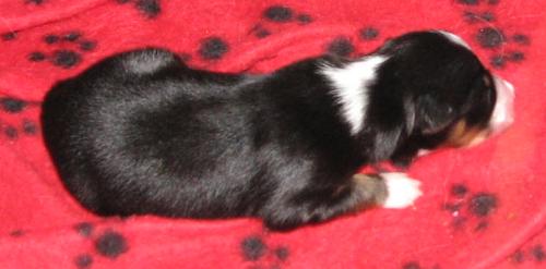 One week old...