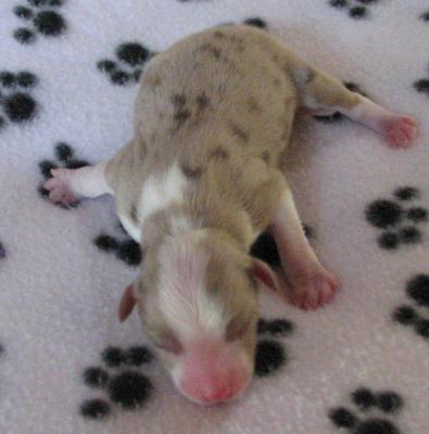 2 days old