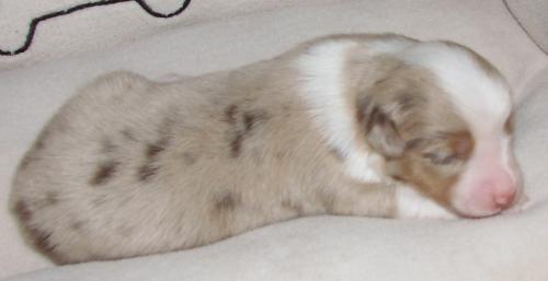 1 week old