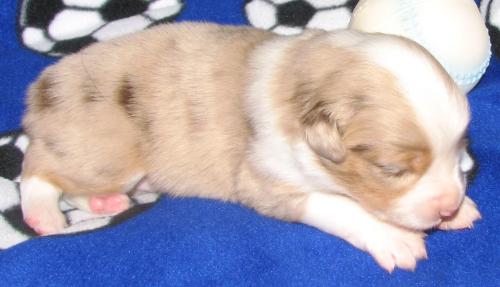 2 weeks old