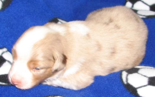 2 weeks old