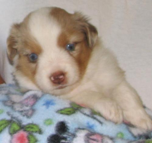 4 weeks old