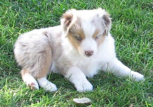 6 weeks old