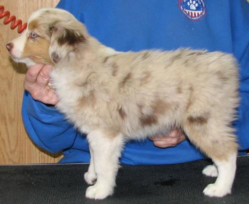 8 weeks old