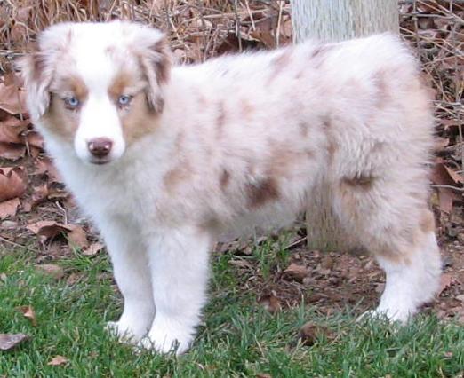 11 weeks old