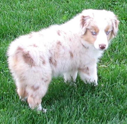11 weeks old