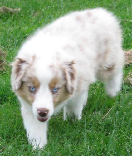 11 weeks old
