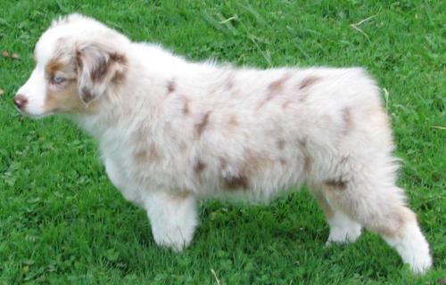 11 weeks old