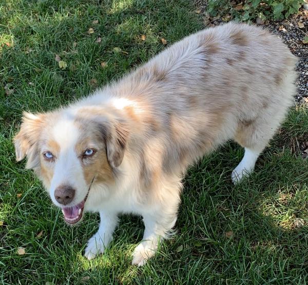 Luna at 7 years old...