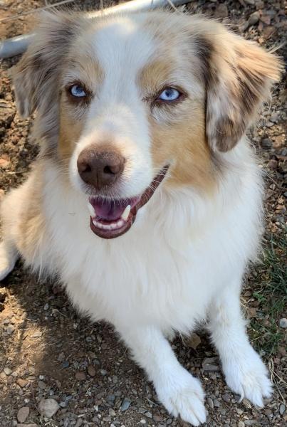 Luna at 7 years old...