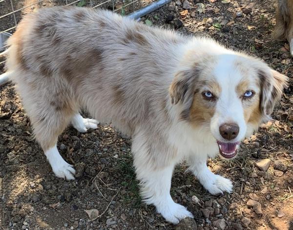 Luna at 7 years old...