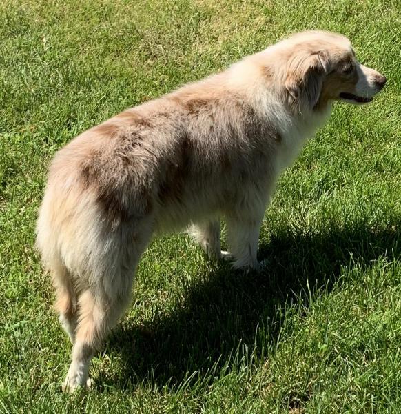 Luna at 7 years old...