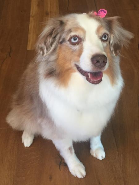 Happy Birthday Luna! 8 years young