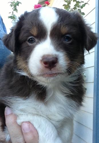5 weeks old