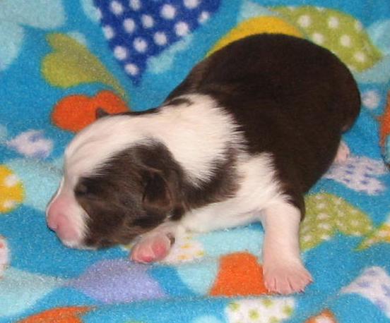 1+ weeks old