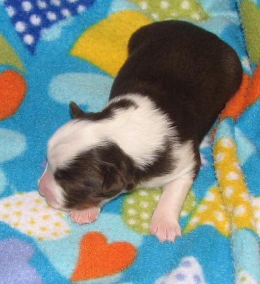 1+ weeks old
