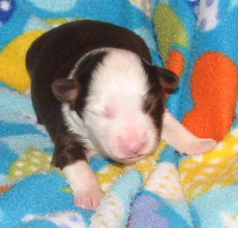 1+ weeks old