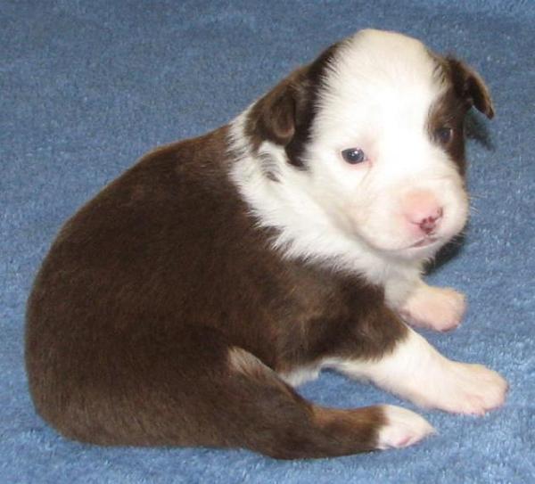 3 weeks old