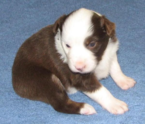 3 weeks old
