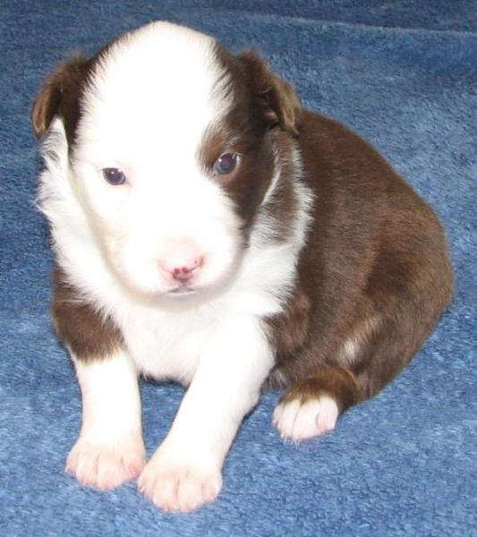 3 weeks old