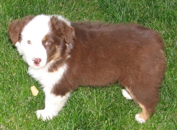 8 weeks old