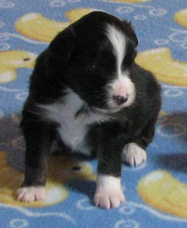 3 weeks old; 1.96 lb