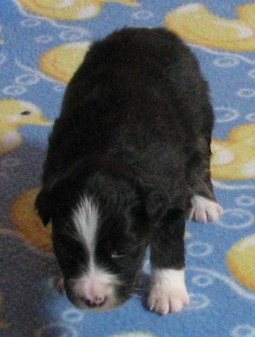 3 weeks old; 1.96 lb