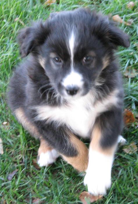 8 weeks old; 6.8 lb