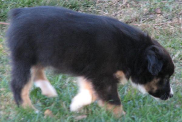 8 weeks old; 6.8 lb