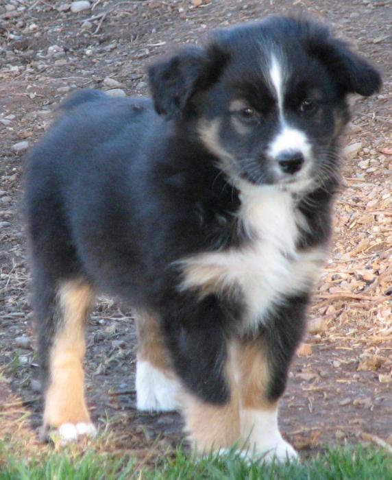 8 weeks old; 6.8 lb