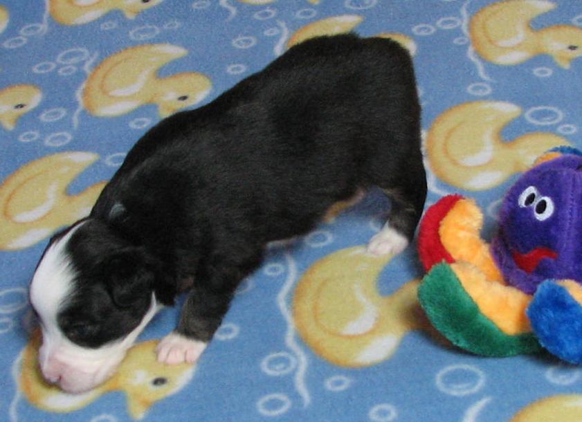 3 weeks old; 2.08 lb
