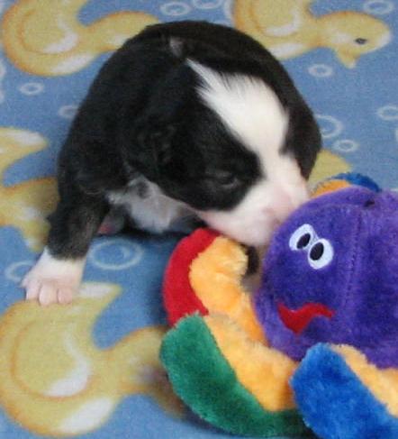 3 weeks old; 2.08 lb