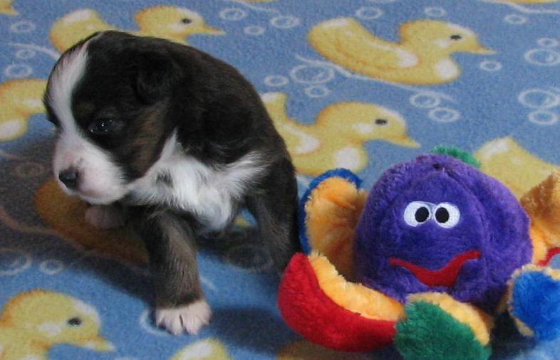 3 weeks old; 2.16 lb