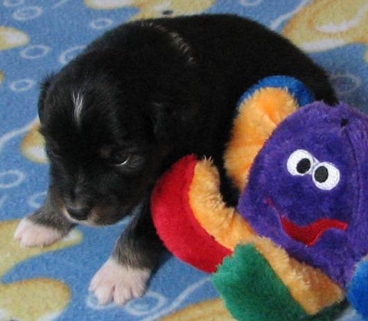 3 weeks old; 1.9 lb