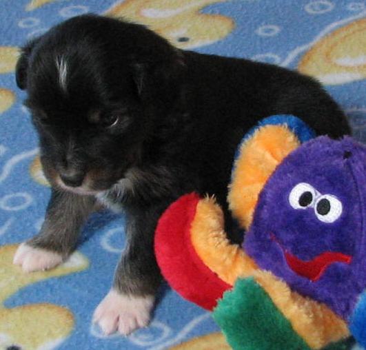 3 weeks old; 1.9 lb