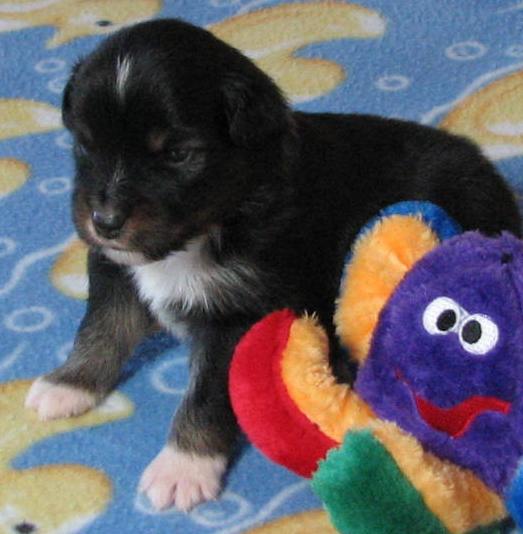 3 weeks old; 1.9 lb