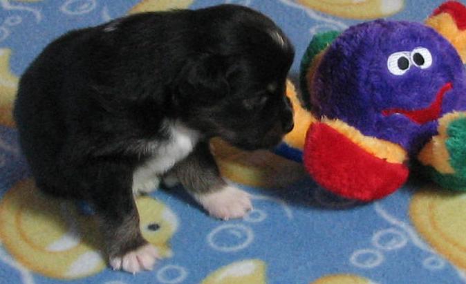 3 weeks old; 1.9 lb