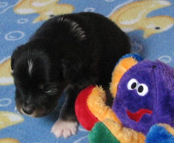 3 weeks old; 1.9 lb